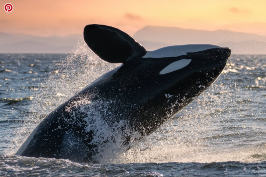 Rising Light – Orca Sunset Fine Art Print
