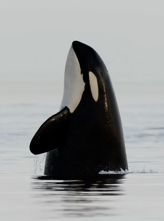 Presence – Southern Resident Orca Fine Art Print