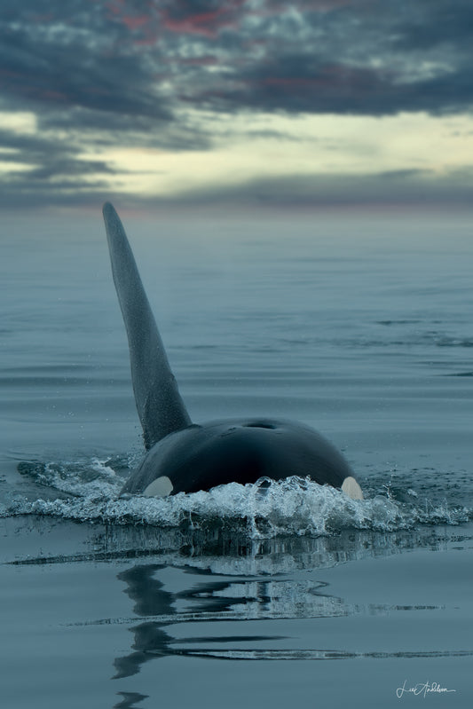 Presence – Minimalist Orca Fine Art Print
