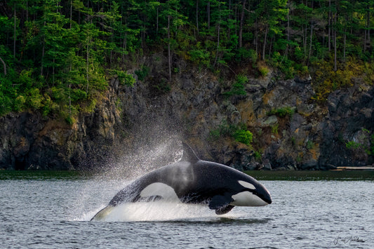 Where Forest Meets Sea Fine Art Print